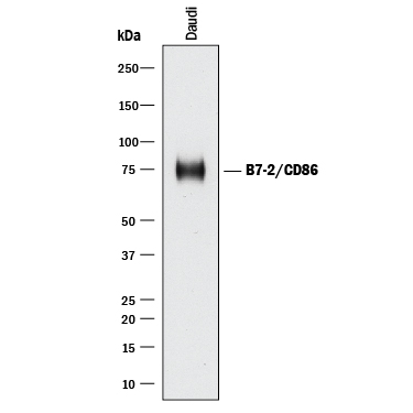 Detection of Human B7-2/CD86 antibody by Western Blot.