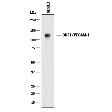 Detection of Mouse CD31/PECAM-1 antibody by Western Blot.