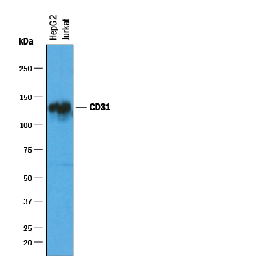 Detection of Human CD31/PECAM-1 antibody by Western Blot.