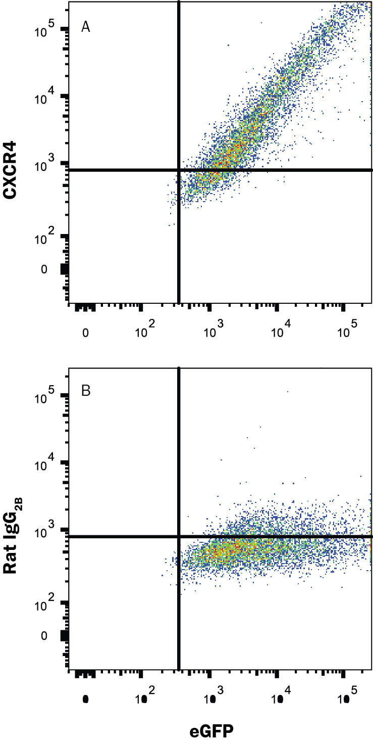 Detection of CXCR4 antibody in HEK293 Human Cell Line Transfected with Mouse CXCR4 and eGFP antibody by Flow Cytometry.