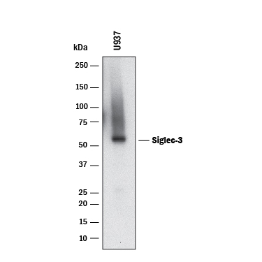 Detection of Human Siglec-3/CD33 antibody by Western Blot.