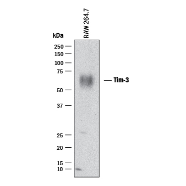 Detection of Mouse TIM-3 antibody by Western Blot.