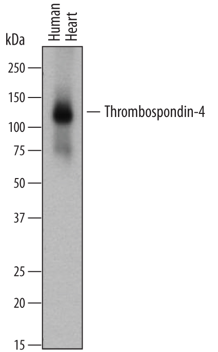 Detection of Human Thrombospondin-4 antibody by Western Blot.