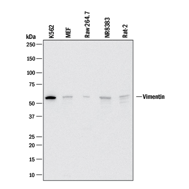 Detection of Human, Mouse, and Rat Vimentin antibody by Western Blot.