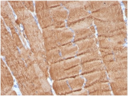 Actin Antibody (ACTA1/360) - Azide and BSA Free